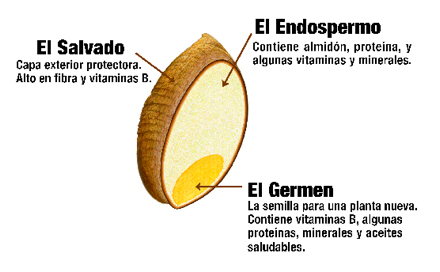 Partes del grano