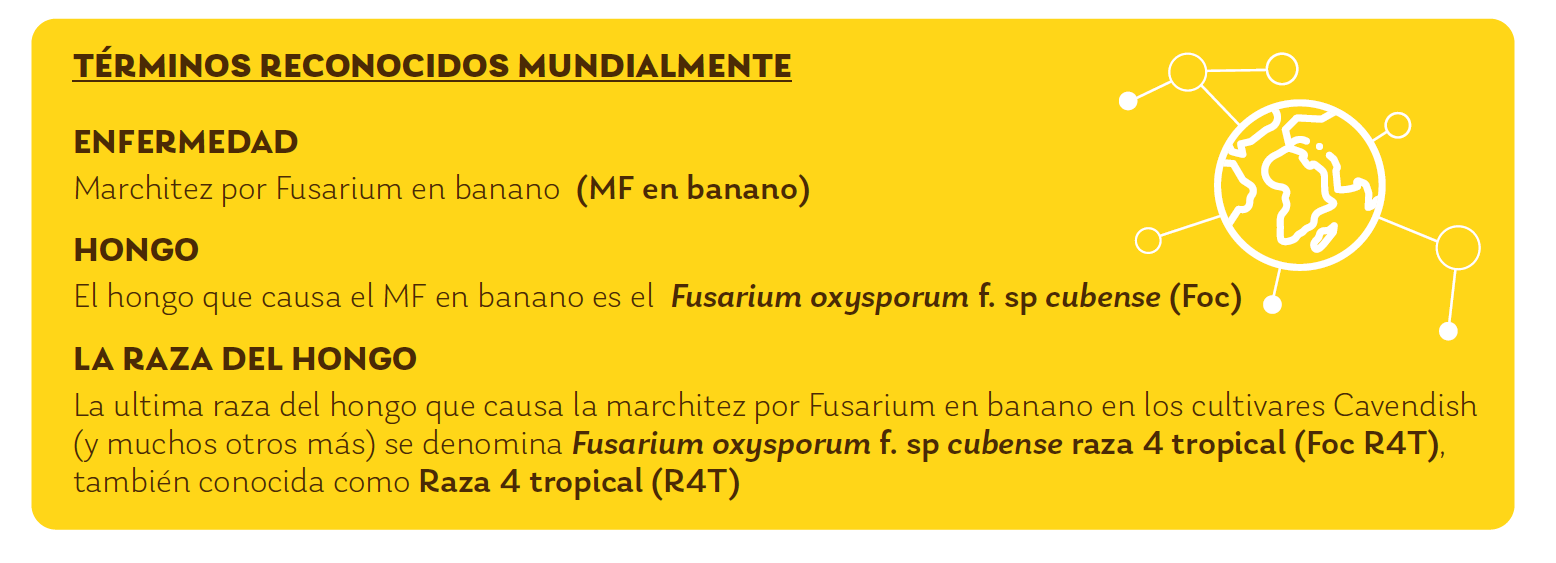 Banana terminos